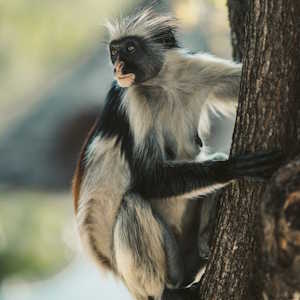 Africa Ecotourism Fauna Monkey