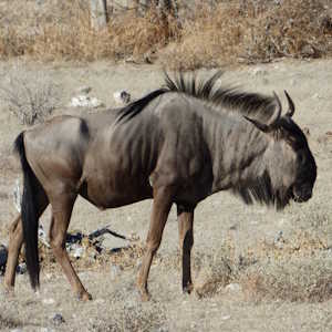 Africa Ecotourism Fauna Wildebeest