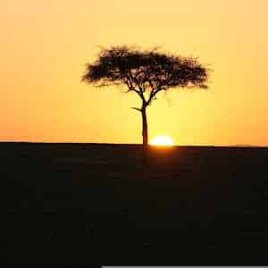 Africa Ecotourism Flora Acacia