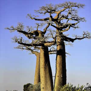 Africa Ecotourism Flora Baobab