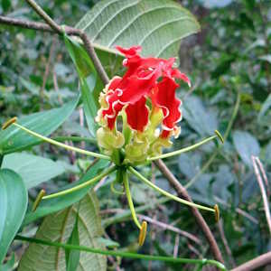 Africa Ecotourism Flora Flame Lily