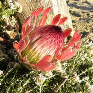 Africa Ecotourism Flora King Protea