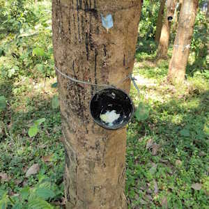 Africa Ecotourism Flora Rubber tree