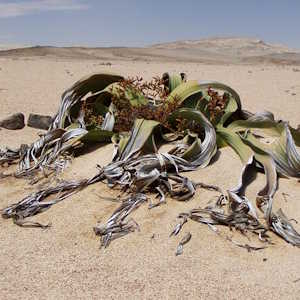 Africa Ecotourism Flora Welwitschia mirabillis