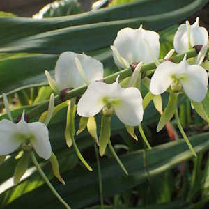 Africa Ecotourism Flora comet orchid