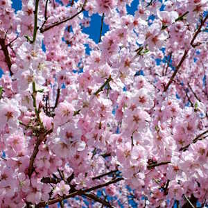 Asian Ecotourism Flora Cherry Blossom