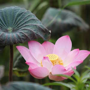 Asian Ecotourism Flora Lotus