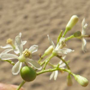 Asian Ecotourism Flora Neem Tree