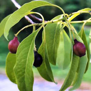 Asian Ecotourism Flora Santalum album