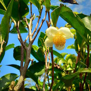 Asian Ecotourism Flora Tea Plant