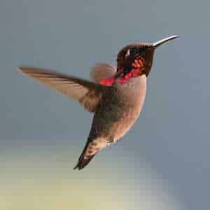 Caribbean Region Fauna Hummingbird