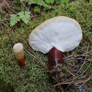 China Medicinal plant Mushroom Ganoderma lucidum