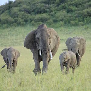 Destination Kenya Masai Mara National Reserve