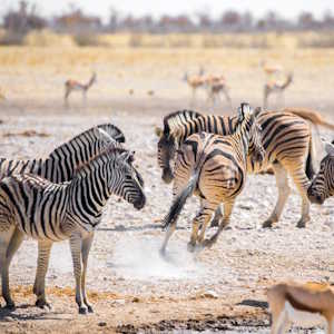 Destination Namibia Zebras