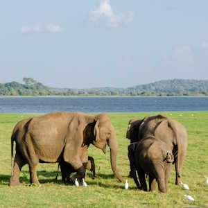 Destination Nepal Fauna Asian Elephants