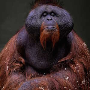 Destination Nepal Fauna Bornean Orangutan