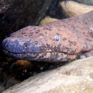 Destination Nepal Fauna Chinese Giant Salamander
