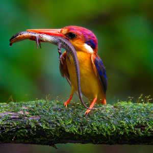 Destination Nepal Fauna Oriental Dwarf Kingfisher