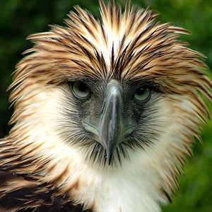 Destination Nepal Fauna Philippine Eagle