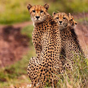 Destination South Africa Cheetahs