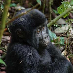 Destination Uganda Baby Gorilla