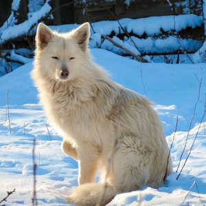 Europe Fauna Arctic Fox