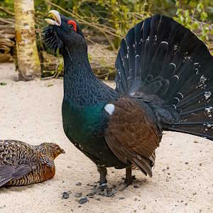 Europe Fauna Capercaillie