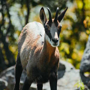 Europe Fauna Chamois