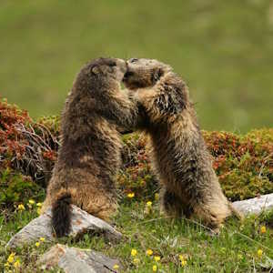 Europe Fauna Marmot