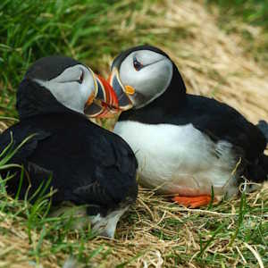 Europe Fauna Puffins
