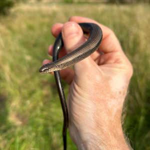 Europe Fauna Slow Worm