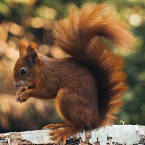 Europe Fauna Squirrel