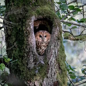 Europe Fauna Tawny Owl