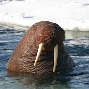 Europe Fauna Walrus