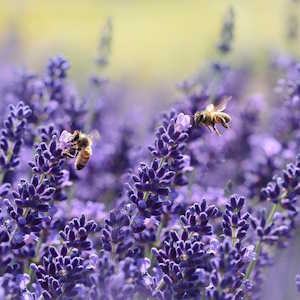 Europe Flora Lavender