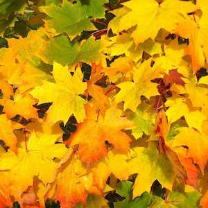 Europe Flora Maple