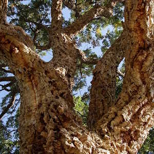 Europe Flora Oak