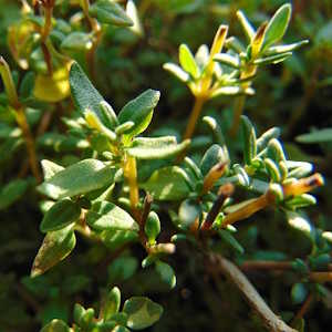 Europe Flora Thyme