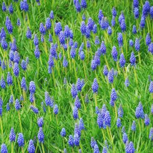 Europe Flora Wild Hyacinth