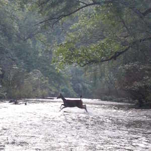Laos Destinations Sambar deer in the Nam Nern River