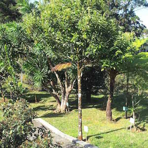 Mauritius Flora Black Ebony