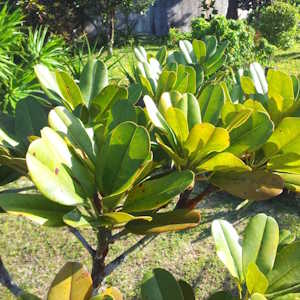 Mauritius Flora Bois de Natte
