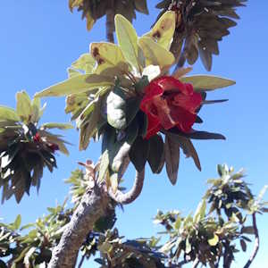 Mauritius Flora Boucle d'Oreille