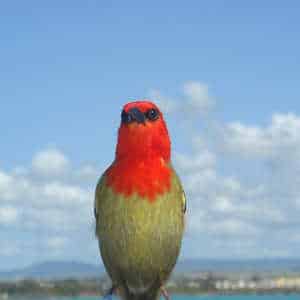 Mauritius fauna Fody
