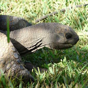 Mauritius fauna Giant Toirtoise
