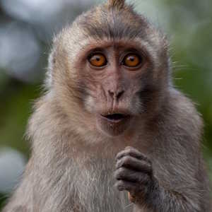Mauritius fauna Long tailed Macaque