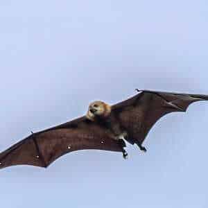 Mauritius fauna Mauritian flying fox