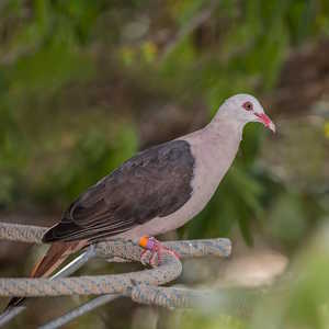 Mauritius fauna Pink pigeon