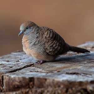 Mauritius fauna Zebra Dove