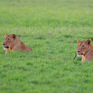 Mozambique Fauna African Lions Gorongosa National Park